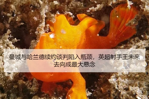 曼城与哈兰德续约谈判陷入瓶颈，英超射手王未来去向成最大悬念