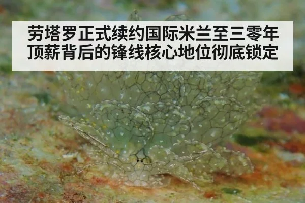 劳塔罗正式续约国际米兰至三零年顶薪背后的锋线核心地位彻底锁定